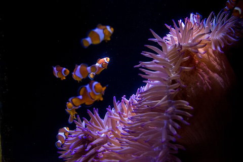 SEA LIFE Sunshine Coast Aquarium Entrance Ticket - C Tourism 5