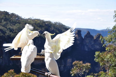 Private Blue Mountains Tour - C Tourism 1