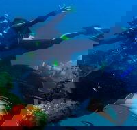 Scuba Dive the S.S. Yongala Wreck on the Great Barrier Reef. - C Tourism